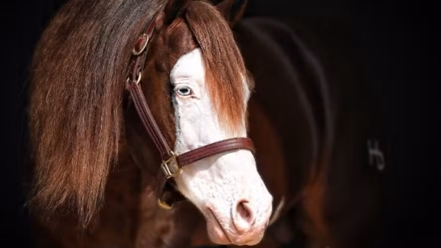 Cavalo de R$ 65 milhões com mais de mil filhos premiados terá sêmen leiloado no Brasil