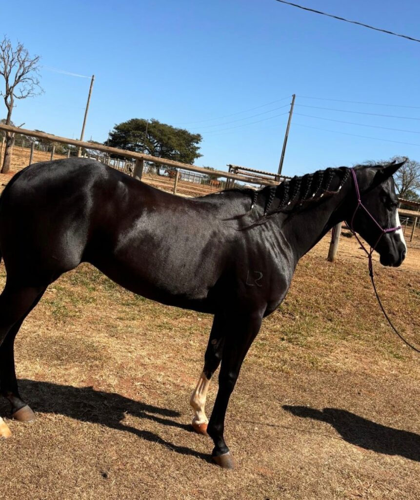 ÉGUA PAINT HORSE À VENDA