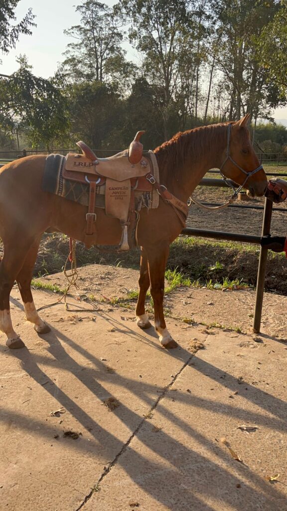 CAVALO TREINADO EM RANCH SORTING À VENDA