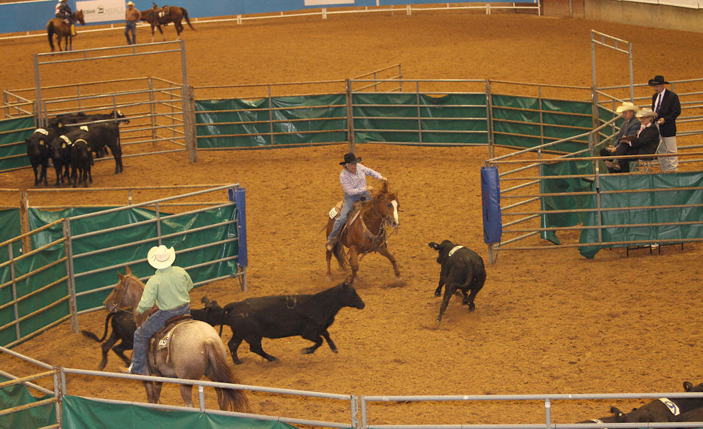 1ª Edição do Itapetinga Horse Show de Ranch Sorting disponibiliza link para pré-reservas de senhas
