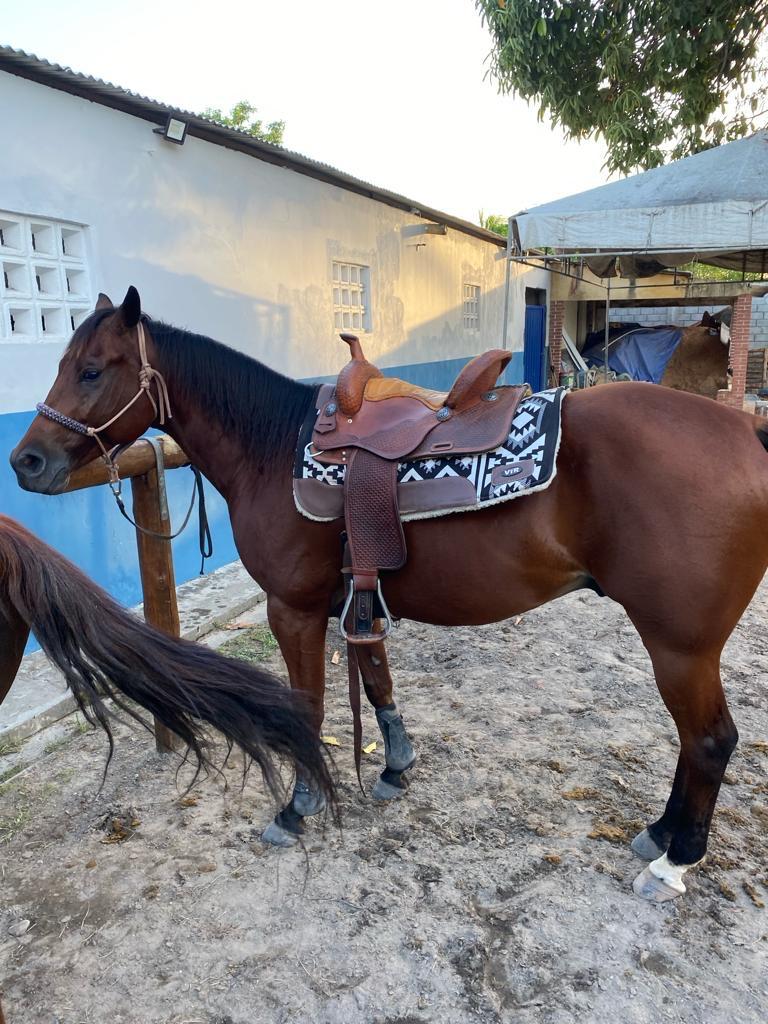 CAVALO DE RANCH SORTING E TEAM PENNNG À VENDA