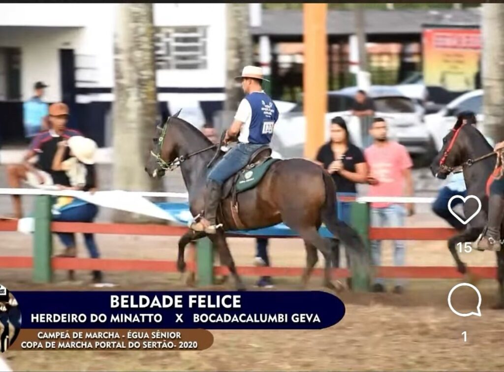 Copa de Marcha Portal do Sertão promete reunir os melhores cavalos Mangalarga Marchador da Bahia em Feira de Santana 